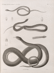 Zoologie. Reptiles. (Supplement). Couleuvres.