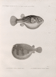 Zoologie. Poissons du Nil. 1. Le Tetrodon fanaka (Tetrodon physa); 2. Le Tetrodon herissé (Tetrodon hispidus).