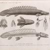 Zoologie. Poissons du Nil. 1. Le Polyptère bichir (Polypterus bichir); 2. sa tête vue en dessus, 3. son squelette, 4. os de la nageoire, 5. les mêmes isolés, 6. myologie de la bouche, 7. viscères de l'abdomen, 8. l'estomac et le foie, 9. les deux vessies natatoires, 10. la mâchoire infèrieure.