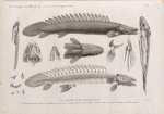 Zoologie. Poissons du Nil. 1. Le Polyptère bichir (Polypterus bichir); 2. sa tête vue en dessus, 3. son squelette, 4. os de la nageoire, 5. les mêmes isolés, 6. myologie de la bouche, 7. viscères de l'abdomen, 8. l'estomac et le foie, 9. les deux vessies natatoires, 10. la mâchoire infèrieure.