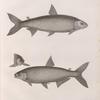 Zoologie. Poissons du Nil. 1. Le Characin raschal (Characinus dentex); 2. Le Characin rai (Characinus niloticus).