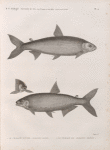 Zoologie. Poissons du Nil. 1. Le Characin raschal (Characinus dentex); 2. Le Characin rai (Characinus niloticus).