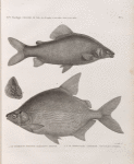 Zoologie. Poissons du Nil. 1. Le Characin nefasch (Characinus nefasch); 2. Le Serrasalme citharine (Serrasalmus citharus).