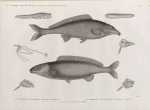 Zoologie. Poissons du Nil. 1. Le Mormyre oxyrhynque (Mormyrus oxyrhyncus); 2. Le Mormyre d'Hasselquist (Mormyrus caschive); 3-8. Anatomie des Mormyres.