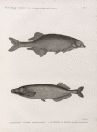 Zoologie. Poissons du Nil. 1. Le Mormyre de Salheyéh (Mormyrus labiatus); 2. Le Mormyre de Dendera (Mormyrus anguilloides).