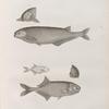 Zoologie. Poissons du Nil. 1.2. Le Mormyre de Behbeyt (Mormyrus dprsalis); 3.4. Le Mormyre bané (Mormyrus cyprinoides); a. Individu à l'âge où il commence à descendre  le fleuve.