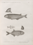 Zoologie. Poissons du Nil. 1.2. Le Mormyre de Behbeyt (Mormyrus dprsalis); 3.4. Le Mormyre bané (Mormyrus cyprinoides); a. Individu à l'âge où il commence à descendre  le fleuve.