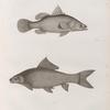 Zoologie. Poissons du Nil. 1. La Perche latous (Perca latus); 2. Le Cyprin lebis (Cyprinus niloticus).
