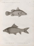 Zoologie. Poissons du Nil. 1. La Perche latous (Perca latus); 2. Le Cyprin lebis (Cyprinus niloticus).