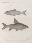 Zoologie. Poissons du Nil. 1. Le Clupée du Nil (Clupea nilotica); 2. Le Cyprin binny (Cyprinus lepidotus).