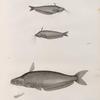 Zoologie. Poissons du Nil. 1.2. Le Silure oudnei (Silurus auritus); 3.4. Le Silure schilbé (Silurus mystus).