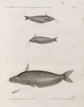 Zoologie. Poissons du Nil. 1.2. Le Silure oudnei (Silurus auritus); 3.4. Le Silure schilbé (Silurus mystus).