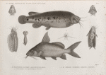 Zoologie. Poissons du Nil. 1. Le Malapterure electrique (Malapterurus electricus); 2. ses viscères abdominaux, 3. tronc et appareils, 4. vessi natatoire; 5.6. Le Pimelode synodonte (Pimelodus synodontis).