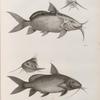 Zoologie. Poissons du Nil. 1.2. Le Pimelode guemel (Pimelodus membranaceus); 3.4. Le Pimelode scheilan (Pimelodus clarias).