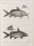 Zoologie. Poissons du Nil. 1.2. Le Pimelode guemel (Pimelodus membranaceus); 3.4. Le Pimelode scheilan (Pimelodus clarias).