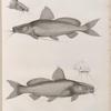 Zoologie. Poissons du Nil. 1.2. Le Bayad fitilé (Porcus bayad); 3.4. Le Bayad docmac (Porcus docmac).