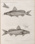 Zoologie. Poissons du Nil. 1.2. Le Bayad fitilé (Porcus bayad); 3.4. Le Bayad docmac (Porcus docmac).