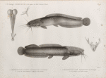 Zoologie. Poissons du Nil. 1. L'Hétérobranche harmout (Heterobranchus anguillaris); 3. Myologie de l'épaule du Harmout, 4. Myologie de l'os furculaire; 2. L'Hétérobranche halé (Heterobranchus bi-dorsalis); 5. Vessies natatoires, rein et Vessie urinaire.