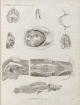 Zoologie. Poissons du Nil. Hétérobranches. Détails anatomiques.