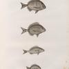 Zoologie. Poissons. 1. Sargue enrouée (Sargus raucus); 2. Sargue ordinaire (Sarugus vulgaris); 3. Pagre mormyre (Pagrus mormyrus); 4. Sargue annulaire (Sargus annularis).