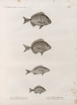 Zoologie. Poissons. 1. Sargue enrouée (Sargus raucus); 2. Sargue ordinaire (Sarugus vulgaris); 3. Pagre mormyre (Pagrus mormyrus); 4. Sargue annulaire (Sargus annularis).