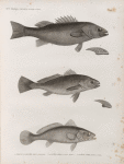 Zoologie. Poissons. 1.2. Perche allongée (Perca elongata); 3.4. Sciène aigle (Sciaena aquila); 5. Sciène corb (Sciaena umbra).