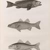 Zoologie. Poissons. 1. Serran tauvin (Serranus tauvina); 2. Perche noct (Perca punctata); 3. Perche sinueuse (Perca sinuosa).