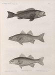 Zoologie. Poissons. 1. Serran tauvin (Serranus tauvina); 2. Perche noct (Perca punctata); 3. Perche sinueuse (Perca sinuosa).