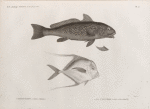 Zoologie. Poissons. 1. Ombrine barbüe (Umbrina cirrhosa); 2. Gal d'Alexandrie (Gallus alexandrinus).