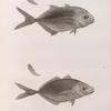 Zoologie. Poissons. 1.2. Caranx sauteur (Caranx petaurista); 3.4. Caranx lune (Caranx luna).