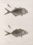 Zoologie. Poissons. 1.2. Caranx sauteur (Caranx petaurista); 3.4. Caranx lune (Caranx luna).