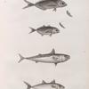 Zoologie. Poissons. 1.2. Caranx ronfleur (Caranx rhonchus); 3.4. Caranx fuseau (Caranx fusus); 5. Maquereau à quatre points (Scomber quadripunctatus); 6. Maquereau unicolor (Scomber unicolor).