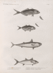 Zoologie. Poissons. 1.2. Caranx ronfleur (Caranx rhonchus); 3.4. Caranx fuseau (Caranx fusus); 5. Maquereau à quatre points (Scomber quadripunctatus); 6. Maquereau unicolor (Scomber unicolor).