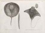 Zoologie. Poissons. 1.2. Pastenague lit (Trygon grabatus), (2. Queue de grandeur naturelle); 3.4. Mourine à museau échancré (Myliobatis marginata), (4. Tête vue en dessous).