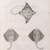 Zoologie. Poissons. 1. Mourine vachette (Myliobatis bovina); 2. Raie à bandes (Raya virgata), vue en dessous; 3. Raie à bandes, vue en dessus.