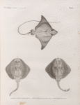 Zoologie. Poissons. 1. Mourine vachette (Myliobatis bovina); 2. Raie à bandes (Raya virgata), vue en dessous; 3. Raie à bandes, vue en dessus.