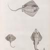 Zoologie. Poissons. 1. Pastenague lymme (Trygon lymma) forskal; 2. Raie bi-oculaire; 3. Rhinobate laboureur (Rhinobatus cemiculus).