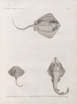 Zoologie. Poissons. 1. Pastenague lymme (Trygon lymma) forskal; 2. Raie bi-oculaire; 3. Rhinobate laboureur (Rhinobatus cemiculus).