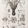 Zoologie. Céphalopodes. Poulpes, Sèches.
