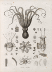 Zoologie. Céphalopodes. Poulpes, Sèches.