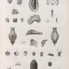 Zoologie. Gastéropodes. Tritonies, Aplysies, Onchidies.