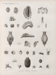 Zoologie. Gastéropodes. Tritonies, Aplysies, Onchidies.