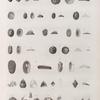 Zoologie. Coquilles. Patelles, Fissurelles, Émarginules, Balanes, Gastrochênes.