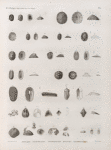 Zoologie. Coquilles. Patelles, Fissurelles, Émarginules, Balanes, Gastrochênes.