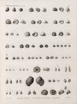 Zoologie. Coquilles. Hélices, Bulimes, Planorbes, Paludines.