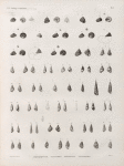 Zoologie. Coquilles. Monodontes, Scalaires, Mélanies, Paludines.