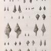 Zoologie. Coquilles. Cerithes, Murex, Strombes, Buccins.