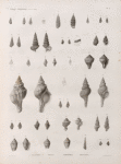 Zoologie. Coquilles. Cerithes, Murex, Strombes, Buccins.