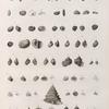 Zoologie. Coquilles. Bulles, Nérites, Phasianelles, Sabots, Troques.