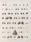 Zoologie. Coquilles. Bulles, Nérites, Phasianelles, Sabots, Troques.